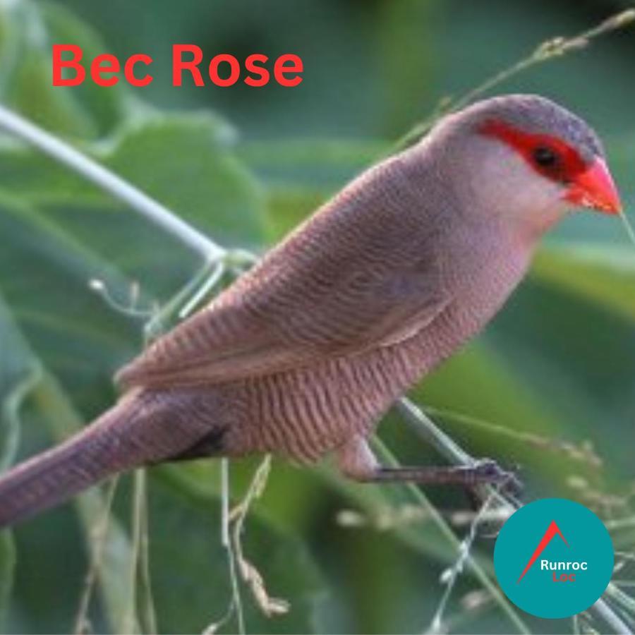 Апартаменты Bec Rose - Clim - Wi-Fi - Jardin Сен-Лё Экстерьер фото